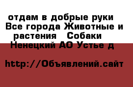 отдам в добрые руки - Все города Животные и растения » Собаки   . Ненецкий АО,Устье д.